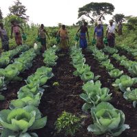 women watering their vegetables using water fetched from bukangara river